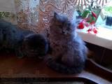 Кішки, кошенята Британська довгошерста, ціна 500 Грн., Фото