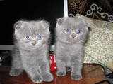 Кішки, кошенята Британська довгошерста, ціна 300 Грн., Фото