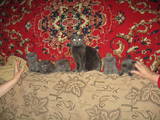 Кішки, кошенята Британська довгошерста, ціна 300 Грн., Фото