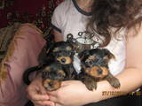 Собаки, щенята Йоркширський тер'єр, ціна 2500 Грн., Фото