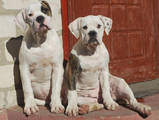 Собаки, щенята Американський бульдог, ціна 4500 Грн., Фото
