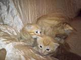 Кішки, кошенята Європейська короткошерста, ціна 50 Грн., Фото