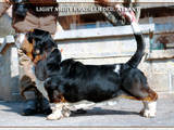 Собаки, щенята Бассет, ціна 500 Грн., Фото