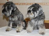 Собаки, щенки Цвергшнауцер, цена 3200 Грн., Фото