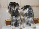 Собаки, щенята Цвергшнауцер, ціна 3200 Грн., Фото