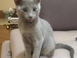 Кішки, кошенята Російська блакитна, ціна 2000 Грн., Фото
