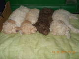 Собаки, щенки Карликовый пудель, цена 700 Грн., Фото