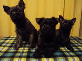 Собаки, щенки Кернтерьер, цена 7000 Грн., Фото