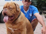 Собаки, щенки Бордосский дог, цена 4000 Грн., Фото