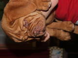 Собаки, щенята Бордоський дог, ціна 4000 Грн., Фото
