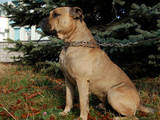 Собаки, щенята Мальоркскій бульдог (Ка Де Бо), ціна 100 Грн., Фото