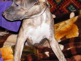 Собаки, щенята Стаффордширський бультер'єр, ціна 300 Грн., Фото