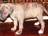 Собаки, щенята Стаффордширський бультер'єр, ціна 300 Грн., Фото