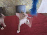 Кошки, котята Девон-рекс, цена 2400 Грн., Фото