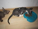 Кішки, кошенята Девон-рекс, ціна 2400 Грн., Фото