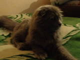 Кошки, котята Шотландская вислоухая, цена 250 Грн., Фото
