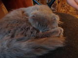 Кошки, котята Шотландская вислоухая, цена 250 Грн., Фото