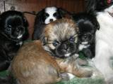 Собаки, щенки Японский хин, цена 500 Грн., Фото