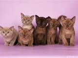 Кошки, котята Бурма, Фото