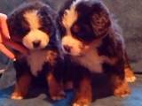 Собаки, щенки Бернская горная собака, цена 3200 Грн., Фото