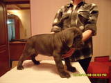 Собаки, щенки Мастино неаполетано, цена 4500 Грн., Фото