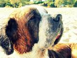 Собаки, щенята Сенбернар, ціна 800 Грн., Фото