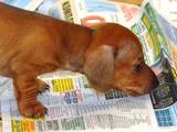 Собаки, щенки Гладкошерстная миниатюрная такса, цена 2500 Грн., Фото