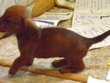 Собаки, щенята Гладкошерста мініатюрна такса, ціна 2500 Грн., Фото