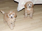 Собаки, щенки Карликовый пудель, цена 1200 Грн., Фото