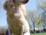 Собаки, щенята Карликовий пудель, ціна 1200 Грн., Фото