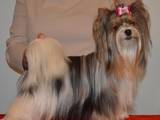 Собаки, щенята Йоркширський тер'єр, ціна 11000 Грн., Фото