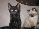 Кішки, кошенята Орієнтальна, ціна 200 Грн., Фото