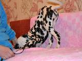Собаки, щенята Далматин, ціна 1500 Грн., Фото