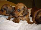 Собаки, щенки Гладкошерстная миниатюрная такса, цена 600 Грн., Фото