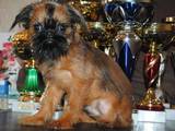 Собаки, щенята Брабантський гріффон, ціна 2500 Грн., Фото