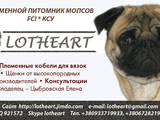 Собаки, щенята Мопс, ціна 4000 Грн., Фото