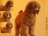 Собаки, щенки Той-пудель, цена 7000 Грн., Фото