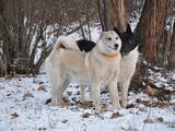 Собаки, щенята Латвійський гончак, ціна 11 Грн., Фото