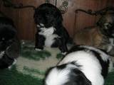 Собаки, щенки Японский хин, цена 600 Грн., Фото