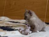 Кошки, котята Бурма, цена 2500 Грн., Фото