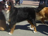 Собаки, щенята Гірський собака Берна, ціна 1 Грн., Фото
