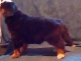 Собаки, щенята Гірський собака Берна, ціна 3000 Грн., Фото