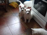 Собаки, щенки Белая Швейцарская овчарка, цена 7000 Грн., Фото