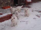 Собаки, щенки Белая Швейцарская овчарка, цена 7000 Грн., Фото