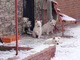 Собаки, щенята Біла Швейцарська вівчарка, ціна 7000 Грн., Фото