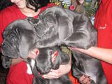 Собаки, щенята Мастіно неаполетано, ціна 3000 Грн., Фото