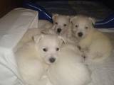 Собаки, щенки Вестхайленд уайт терьер, цена 6500 Грн., Фото