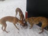 Собаки, щенята Грейхаунд, ціна 2000 Грн., Фото
