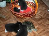Кішки, кошенята Курильський бобтейл, ціна 2000 Грн., Фото