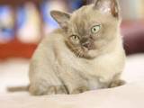 Кошки, котята Бурма, цена 2500 Грн., Фото